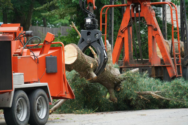 Trusted Alafaya, FL Tree Care Services Experts