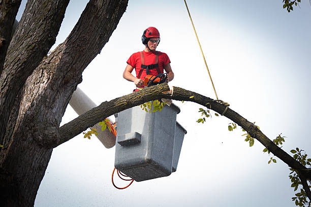  Alafaya, FL Tree Care Services Pros