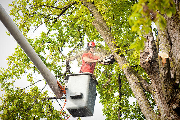 Best Hazardous Tree Removal  in Alafaya, FL