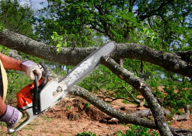 How Our Tree Care Process Works  in  Alafaya, FL